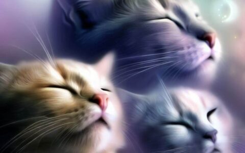 macskával álmodni